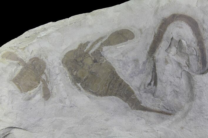 Eurypterus (Sea Scorpion) Fossil - New York #179491